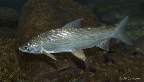 Freshwater whitefish .
